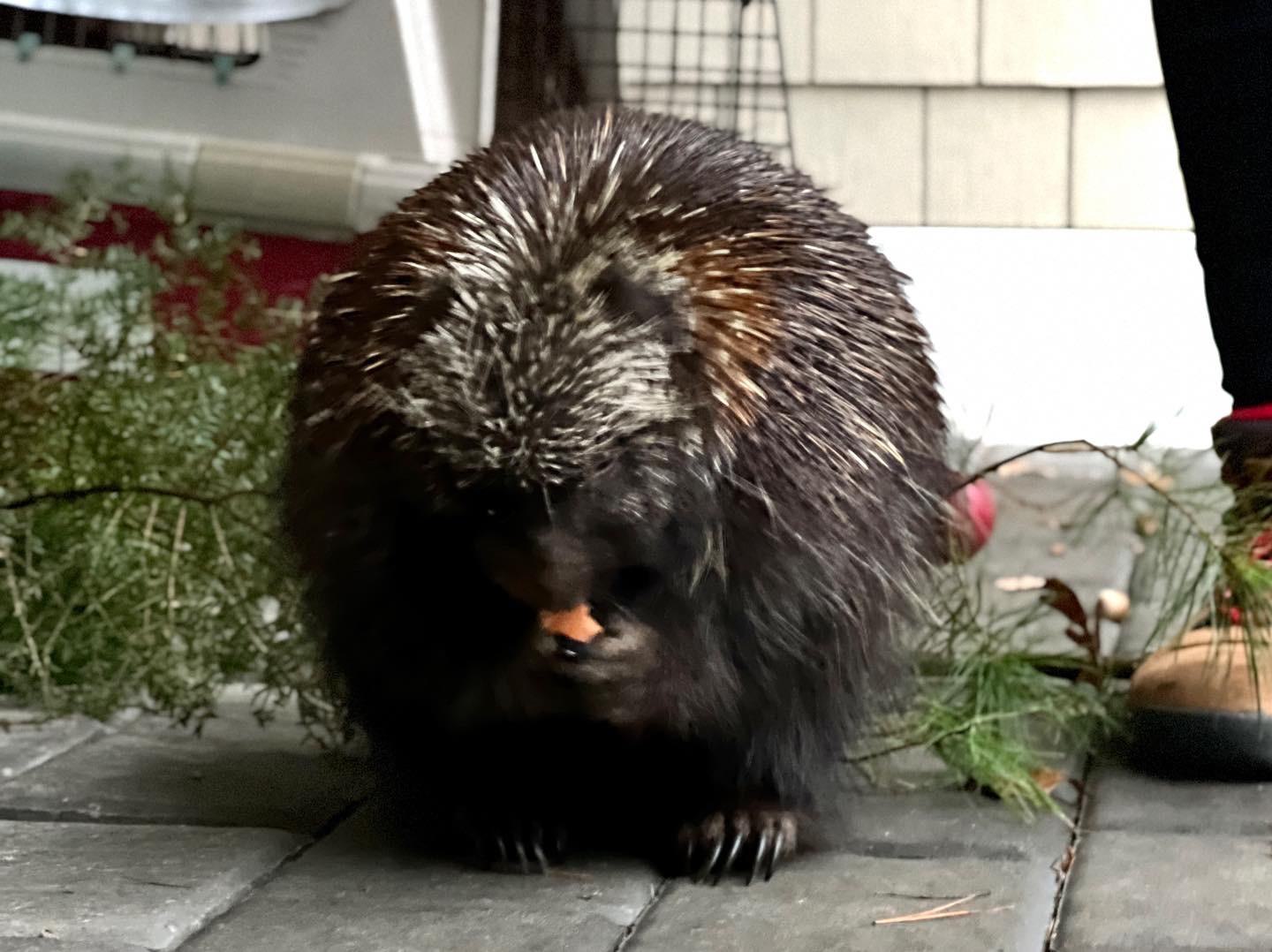 Henry the Porcupine
