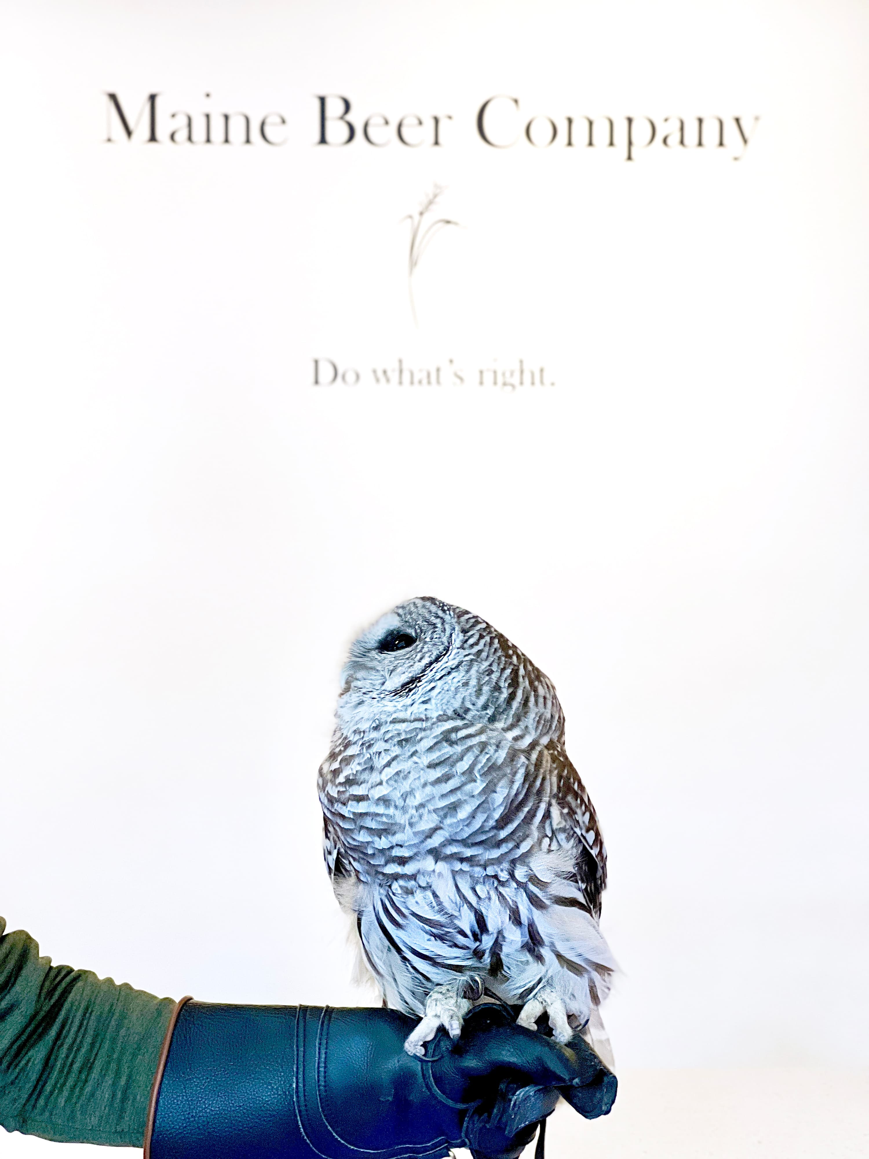 Fern the Barred Owl