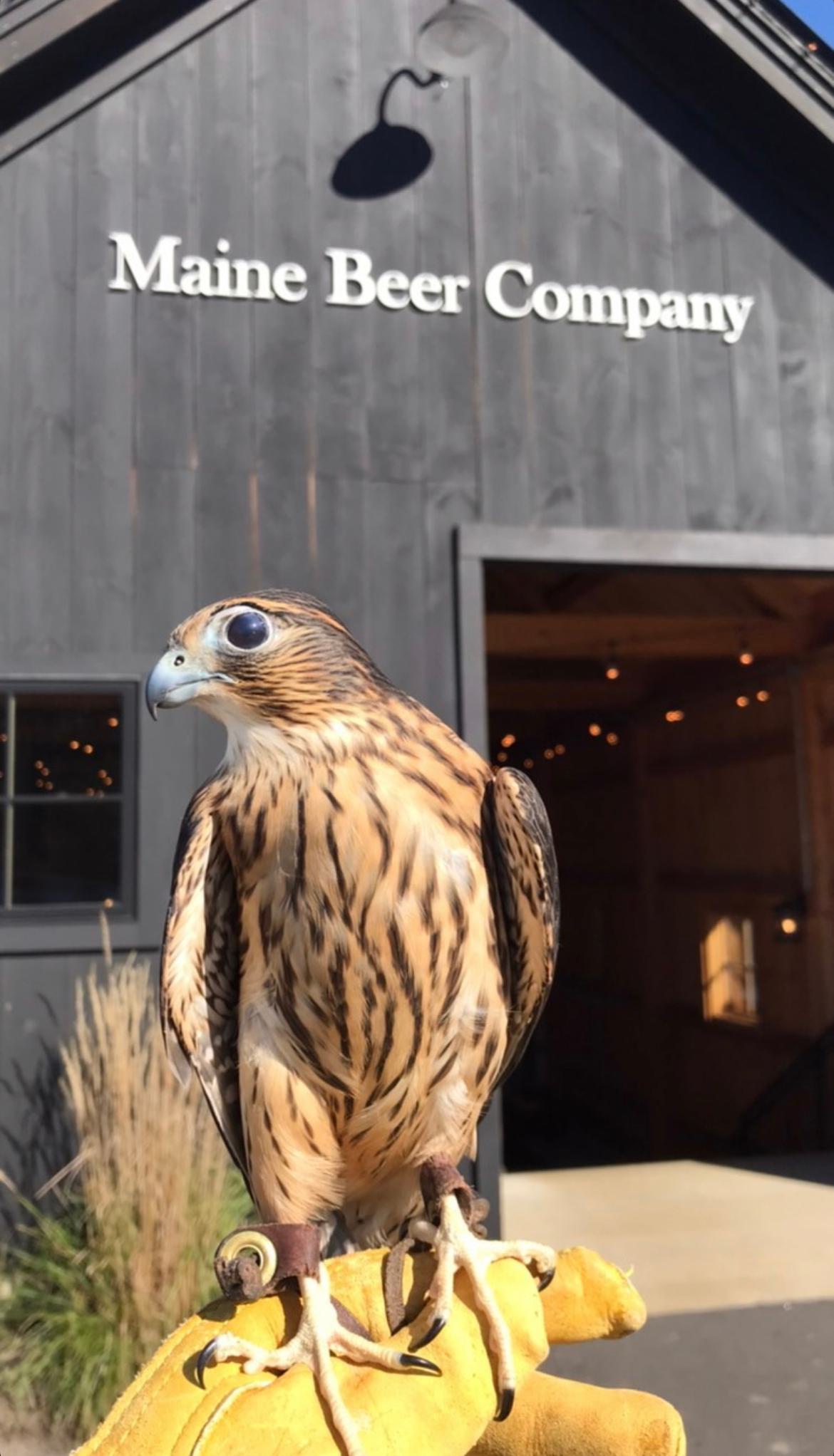 Center for Wildlife- Maeve