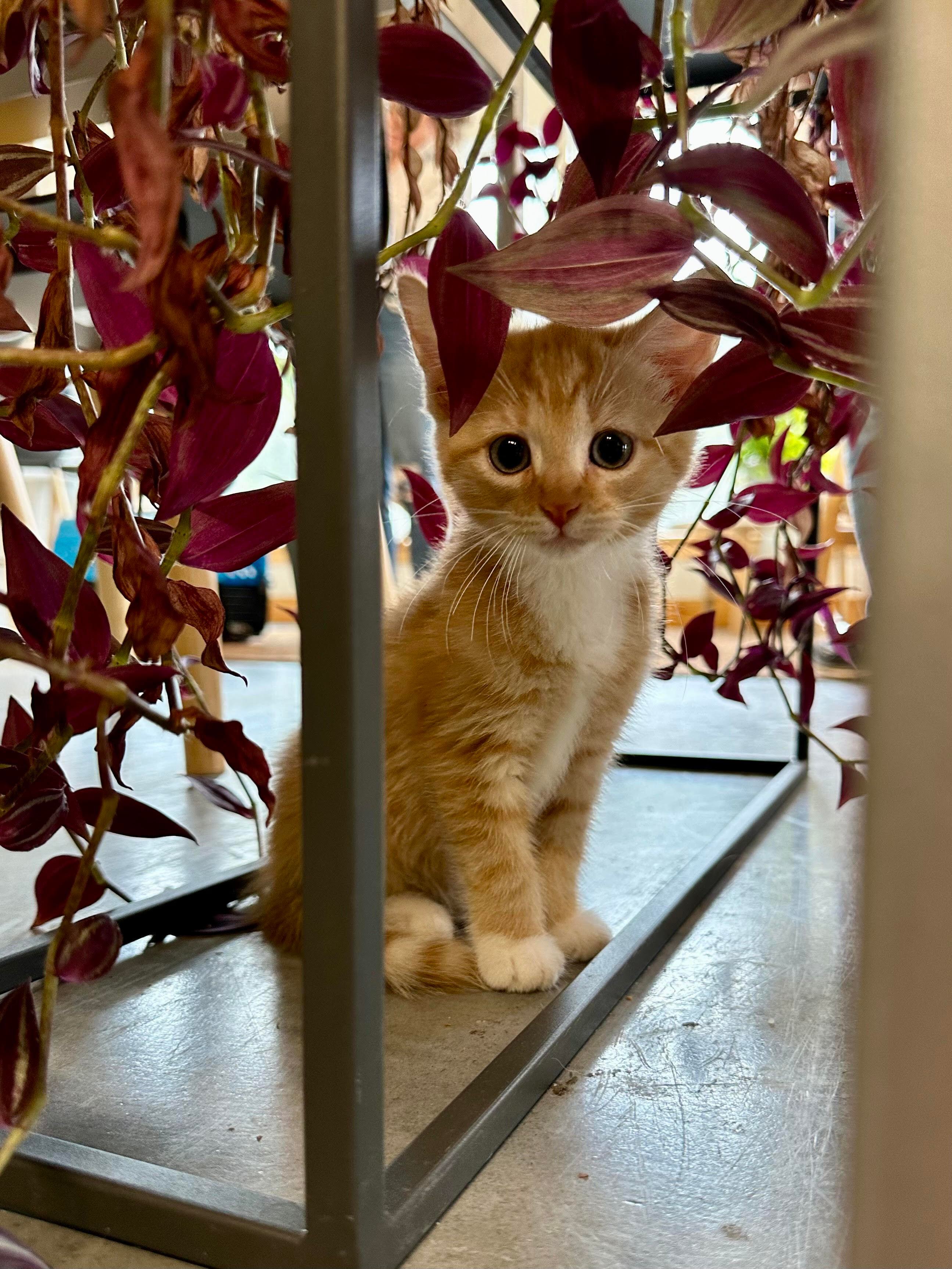 HART of Maine Kitten