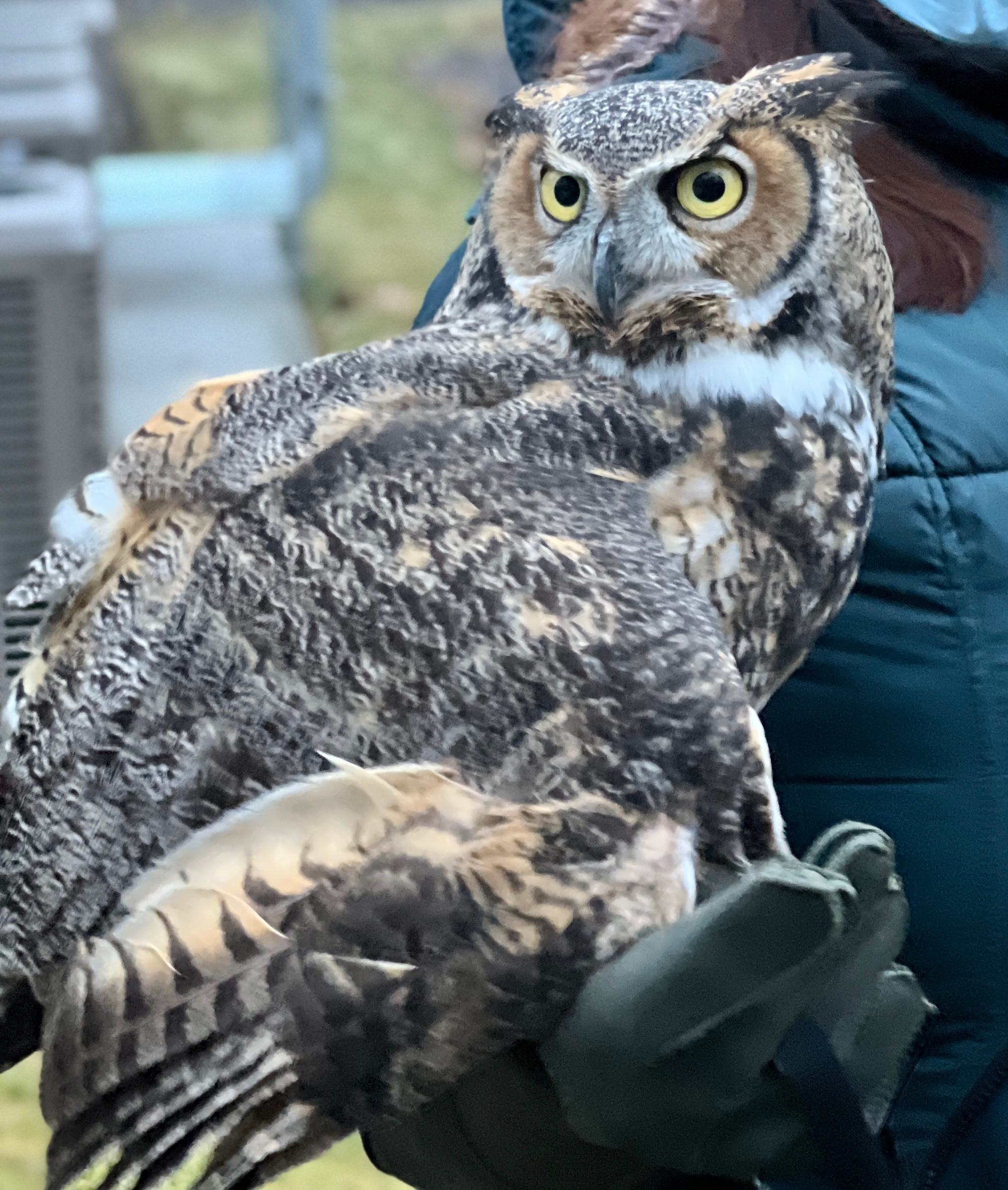 GaiaOwl