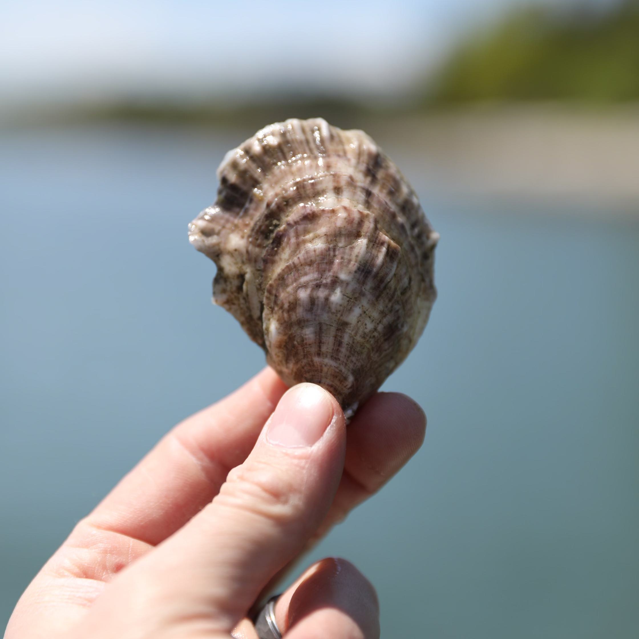 Love Point Oyster Shell