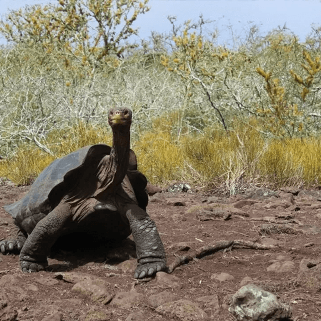 April's Selection: Galápagos Conservancy