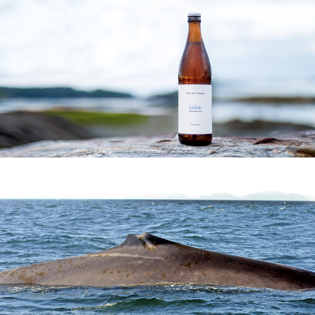 A Fin Whale Called Lunch.