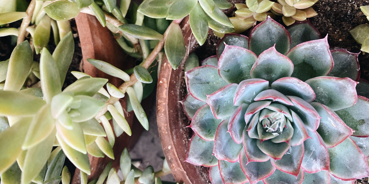Succulent Garden